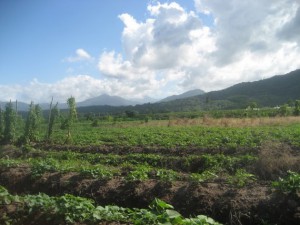 Jamaica Producers Farm in St. Mary